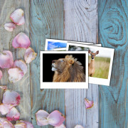 13.5х10 фотокарточки (10шт.)