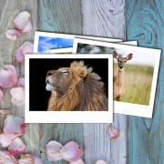 Полароиды 13.5х10.5 см (24 шт.)